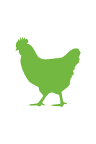 Chicken outline in green
