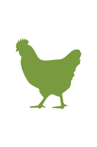 Outline of a chicken in light green colour
